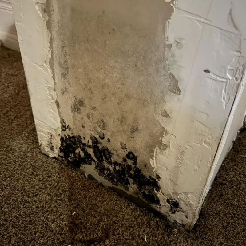 Professional Mold Removal in Oregon, MO